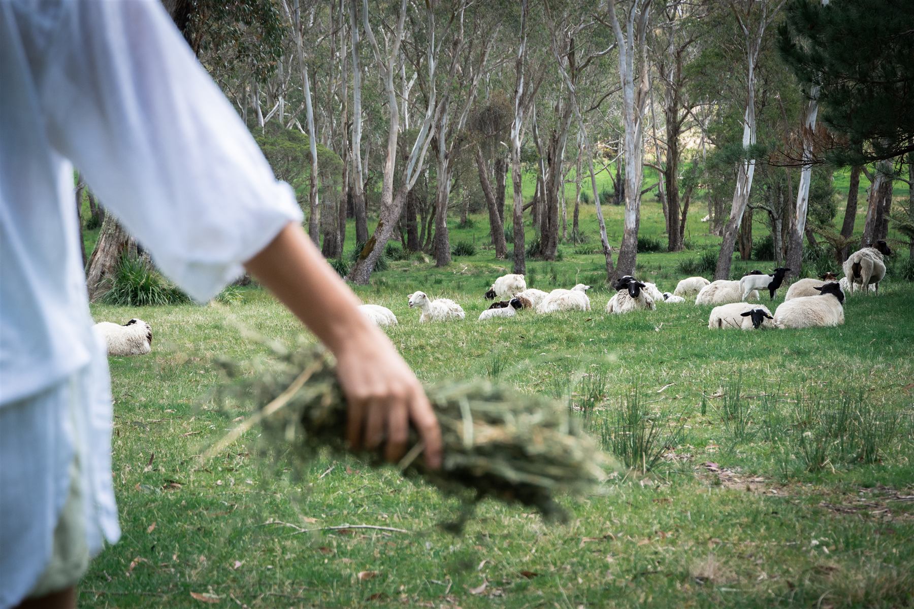 Sheep in the Rowan Farm paddocks