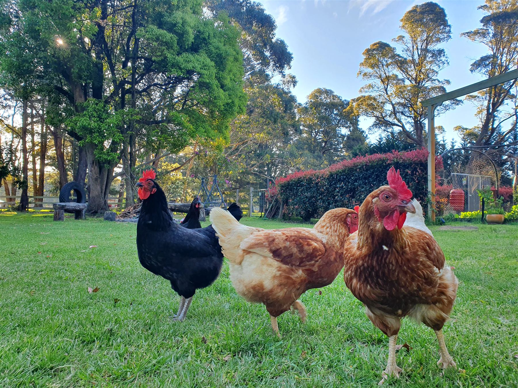 Free-range hens at Rowan Farm